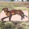 Professional Foundry garden brass bronze doberman pinscher dog statue